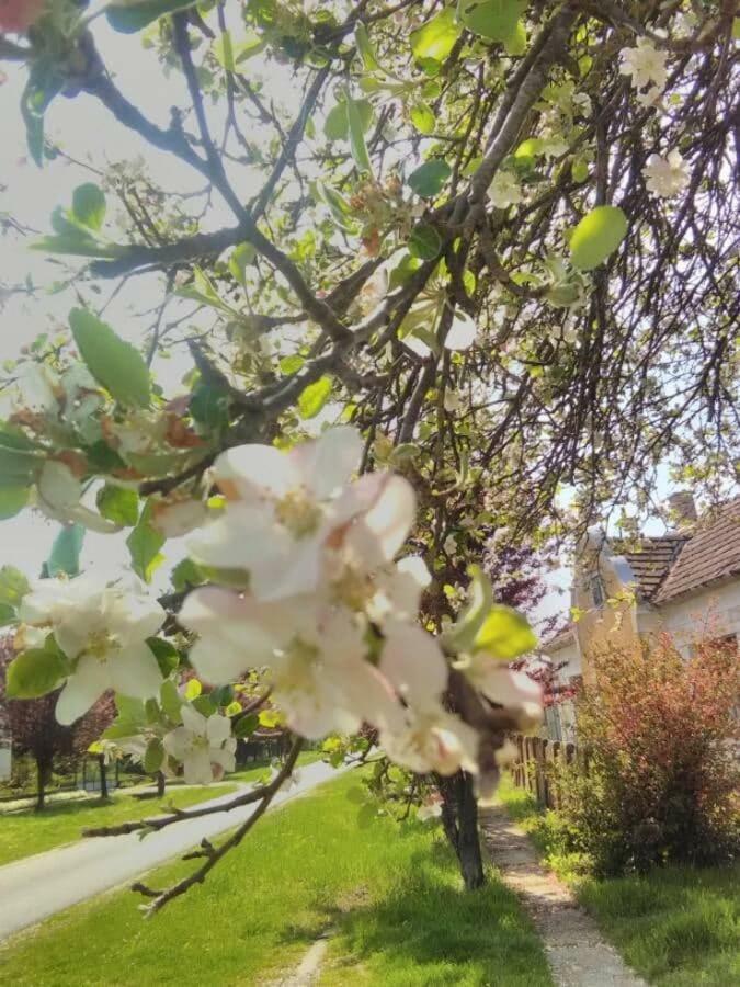 Rust Aan De Es Boom Vila Hollad Exterior foto